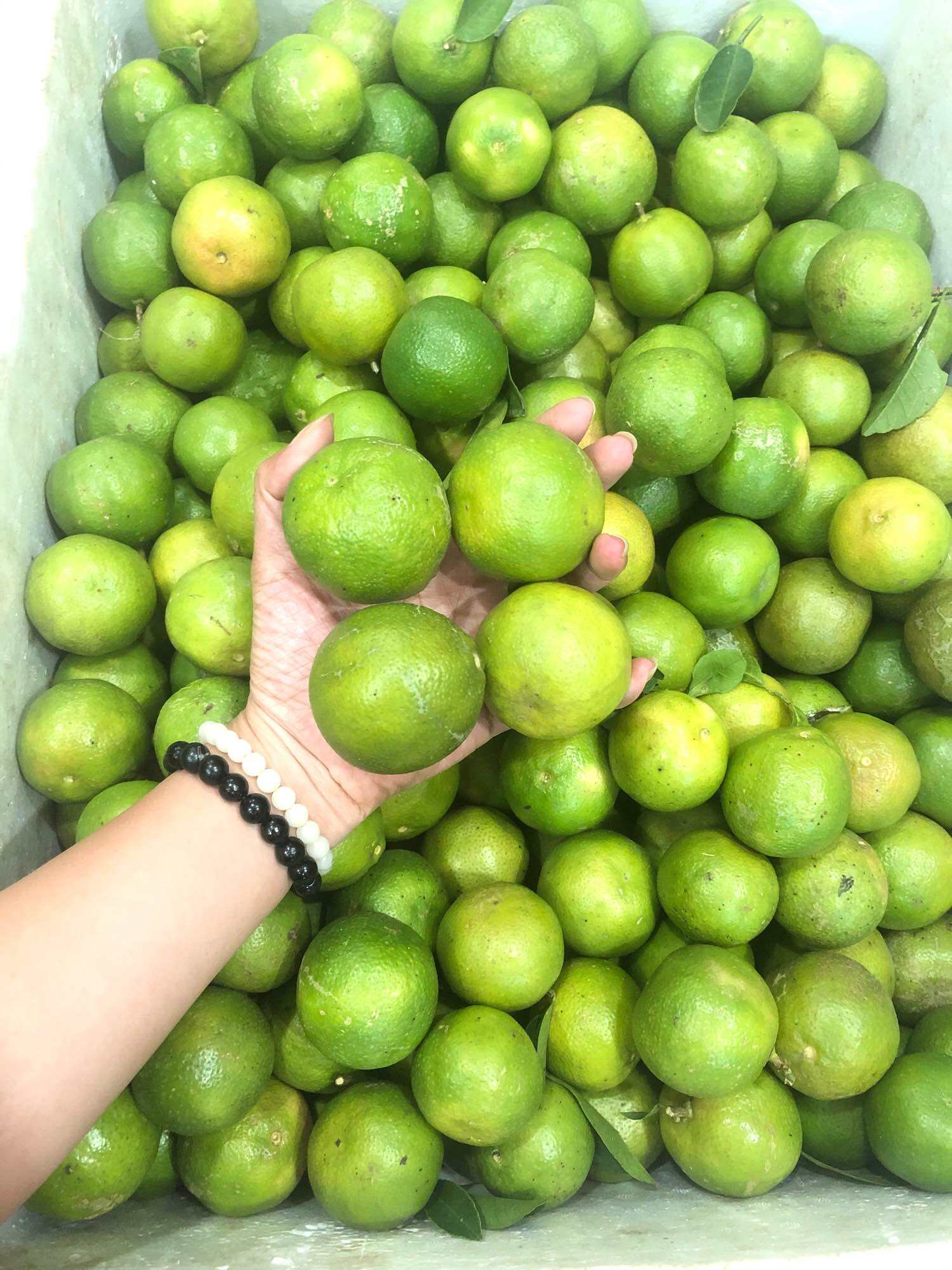 1KG Chanh Đào Tươi Hòa Bình Loại to ngon, mỏng vỏ, nhiều nước( ảnh thật shop chụp theo đợt chanh về )