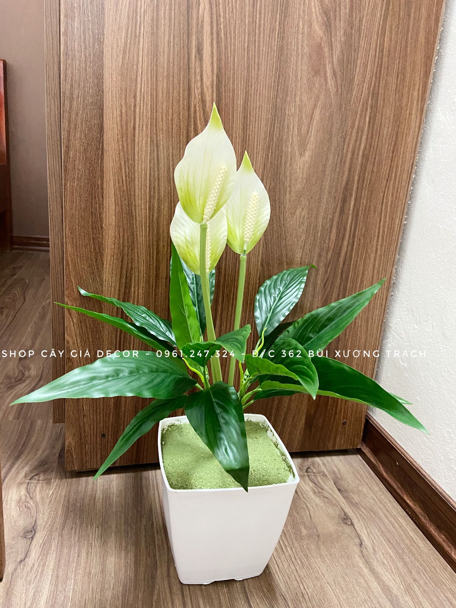Cây giả - cây lan ý 50cm