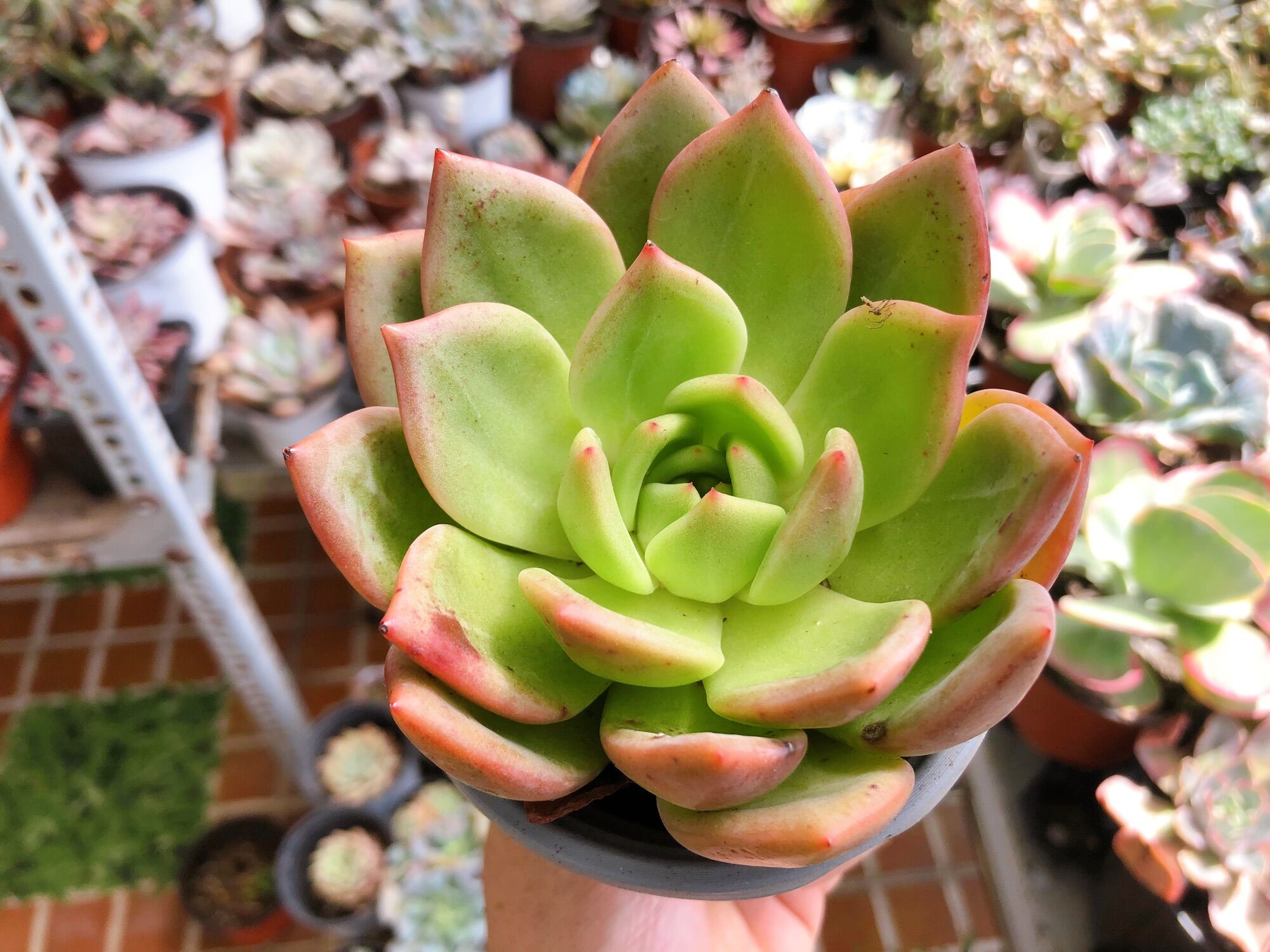 Sen đá pha Lê size 9-10cm