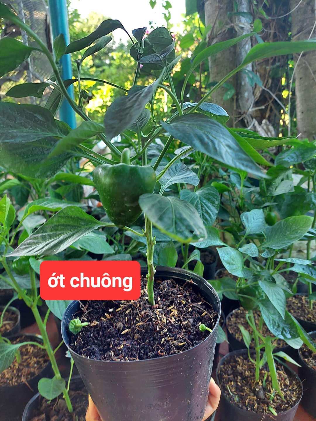 1 cây giống ớt chuông