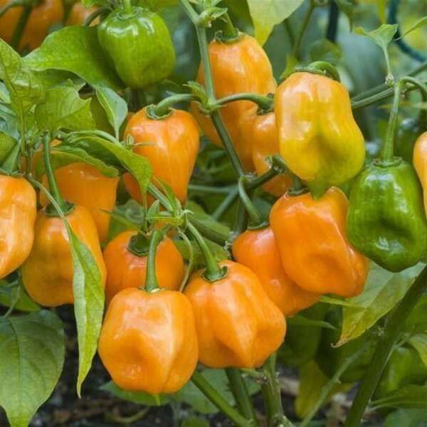Hạt  Ớt  cam siêu cay Habanero 2 Hạt