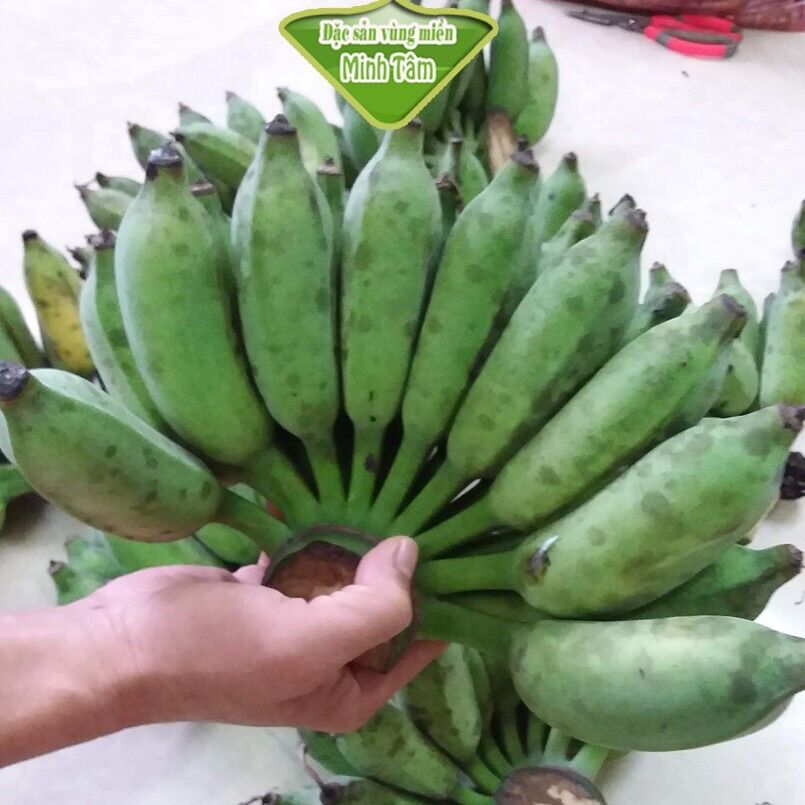 Cây giống cây chuối sứ , chuối xiêm, chuối tiêu
