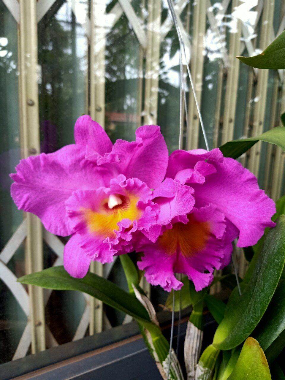 hoa lan CATTLEYA THỊNH ĐẠT. chậu trưởng thành chưa hoa