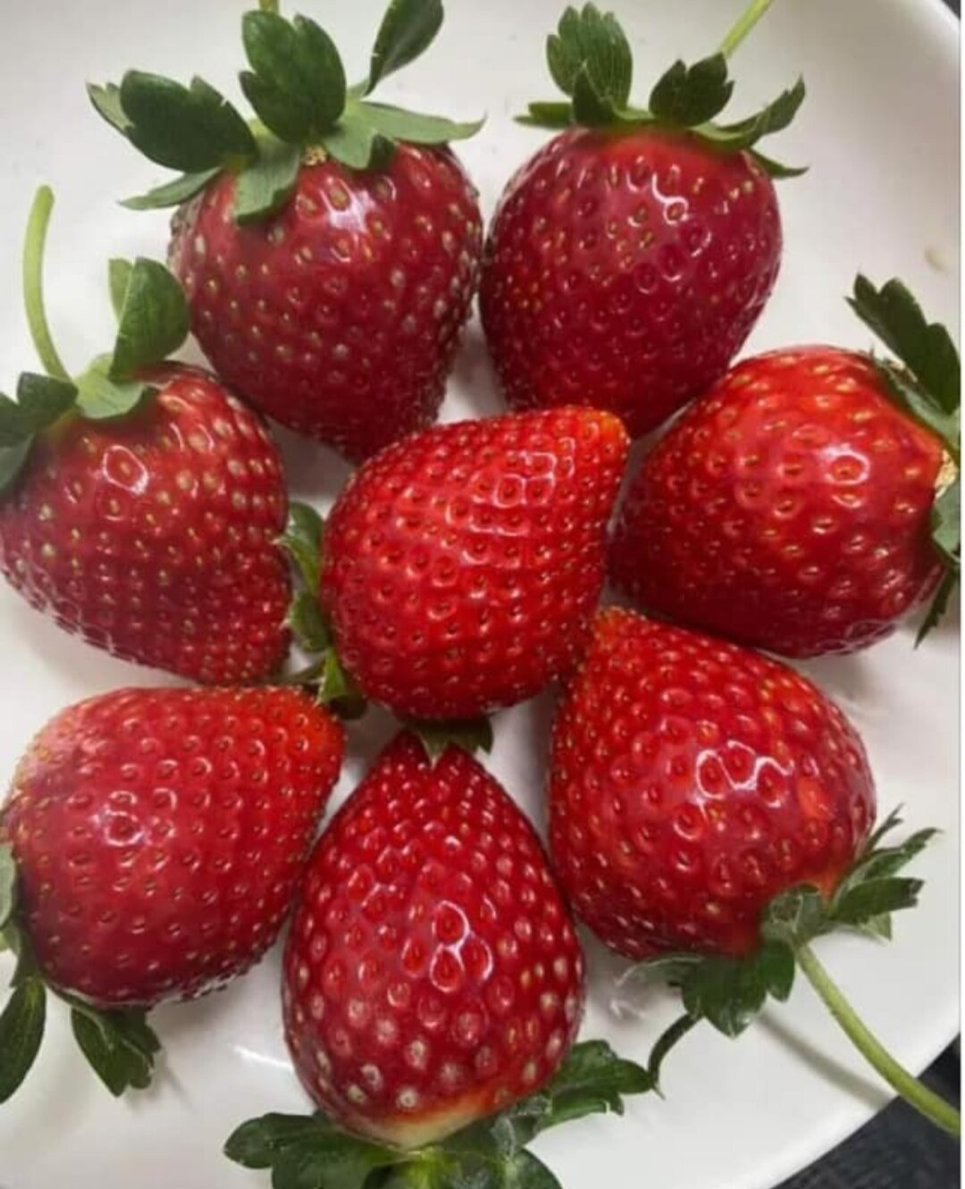 Combo 11 cây mô vỉ - 06 cây mô ly dâu nhật skyberry