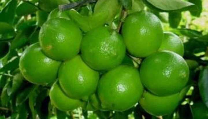 Cây giống chanh không hạt