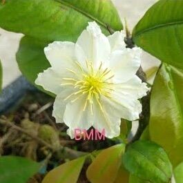 Cây bạch mai Mỹ - hoa to, giống mai chịu nắng tốt