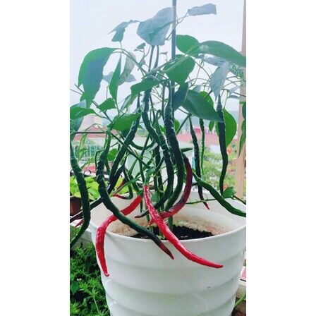 HẠT GIỐNG ỚT TÓC DÀI ỚT CHÙM CHỈ THIÊN SIÊU CAY