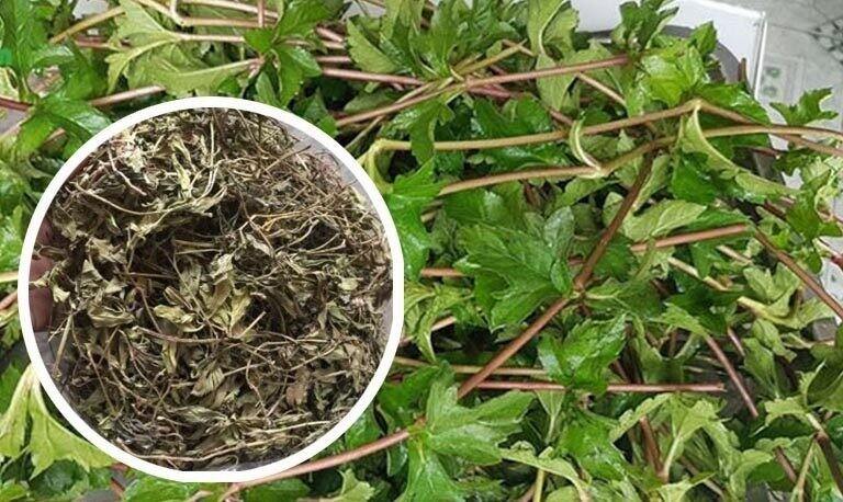 Cây sài đất (1kg) loại tắm bé