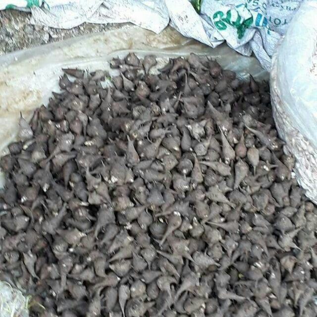 500g củ ấu tâu khô
