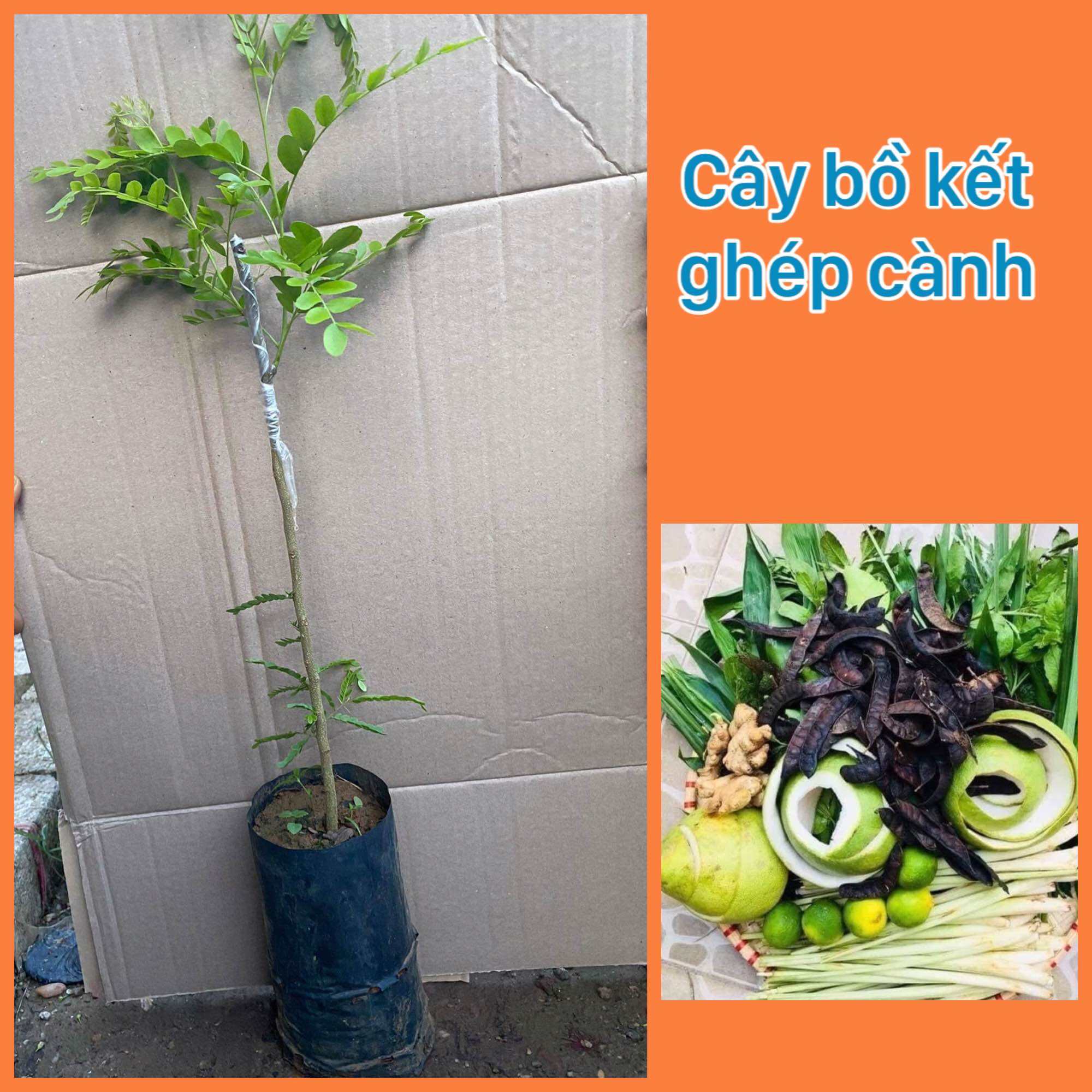 Cây bồ kết ghép cành có quả sau 12 tháng, bồ kết ghép không gai, cây khoẻ, nhanh có quả