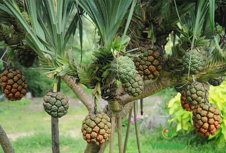 Cây dứa dại đa công dụng