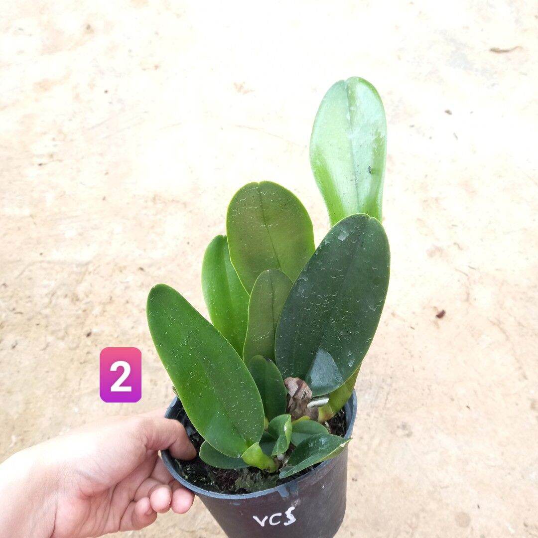 Hoa lan cát Vua Cương Sơn hoa thơm