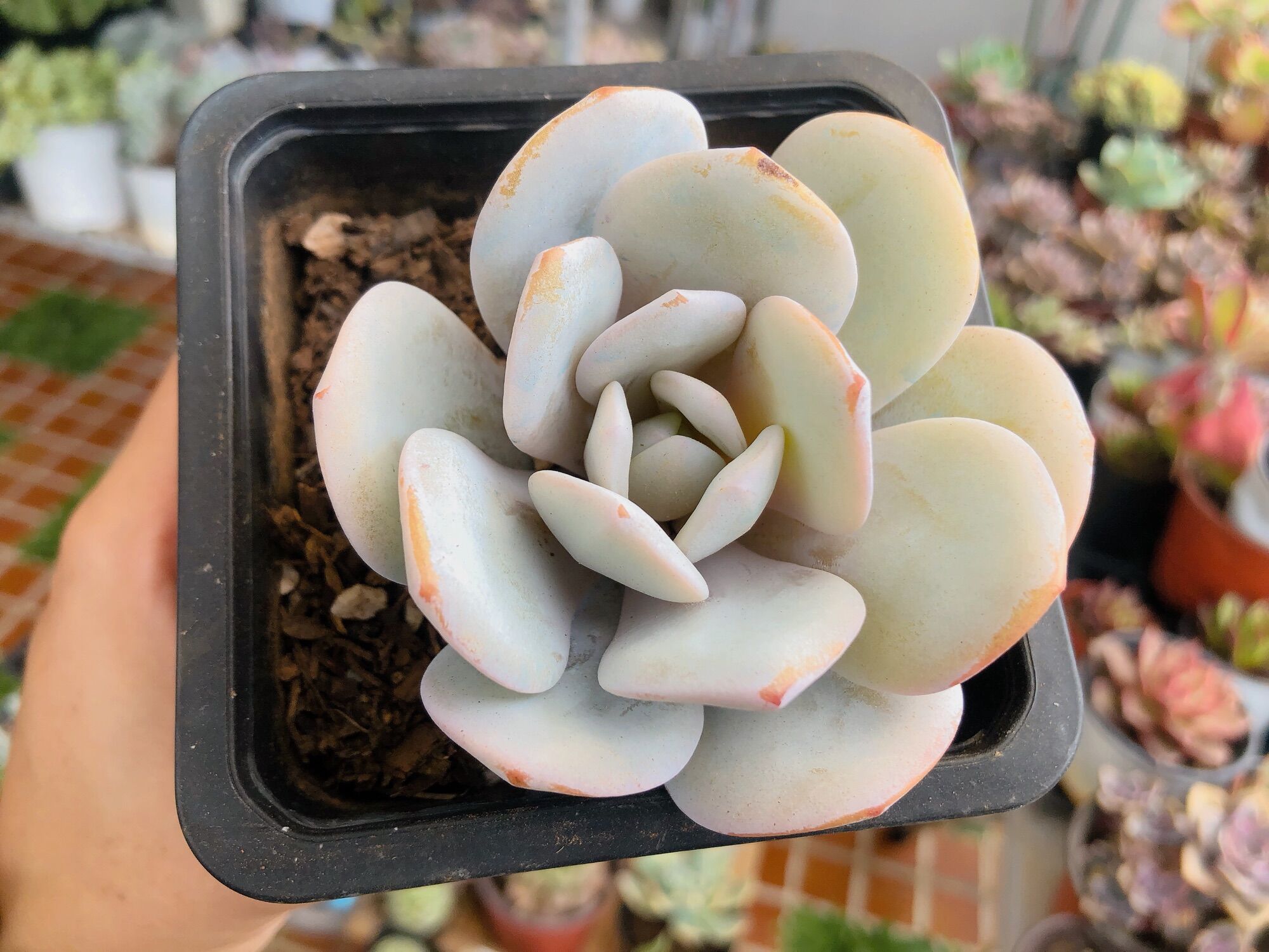 Sen đá laui tuyết size 9-10cm