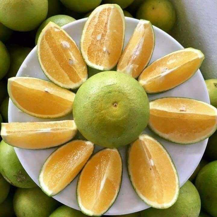 Cam xoàn Đồng Tháp