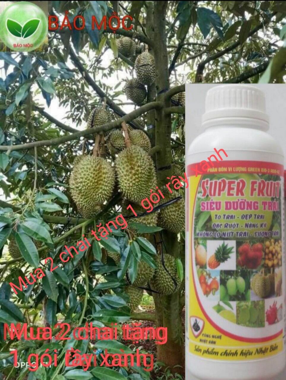 Siêu dưỡng trái, to trái, đẹp trái, đặc ruột, nặng ký, không nứt trái