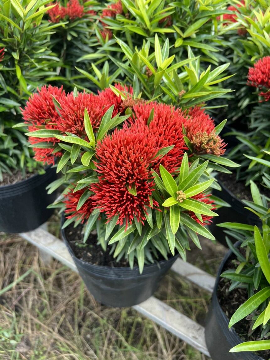 Cây mẫu đơn đỏ lá kim