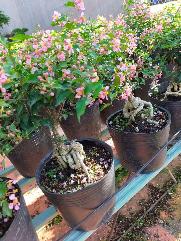 Hồng ngọc mai bonsai để bàn