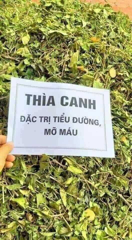 1kg Dây thìa canh khô giúp tan tiểu đuong