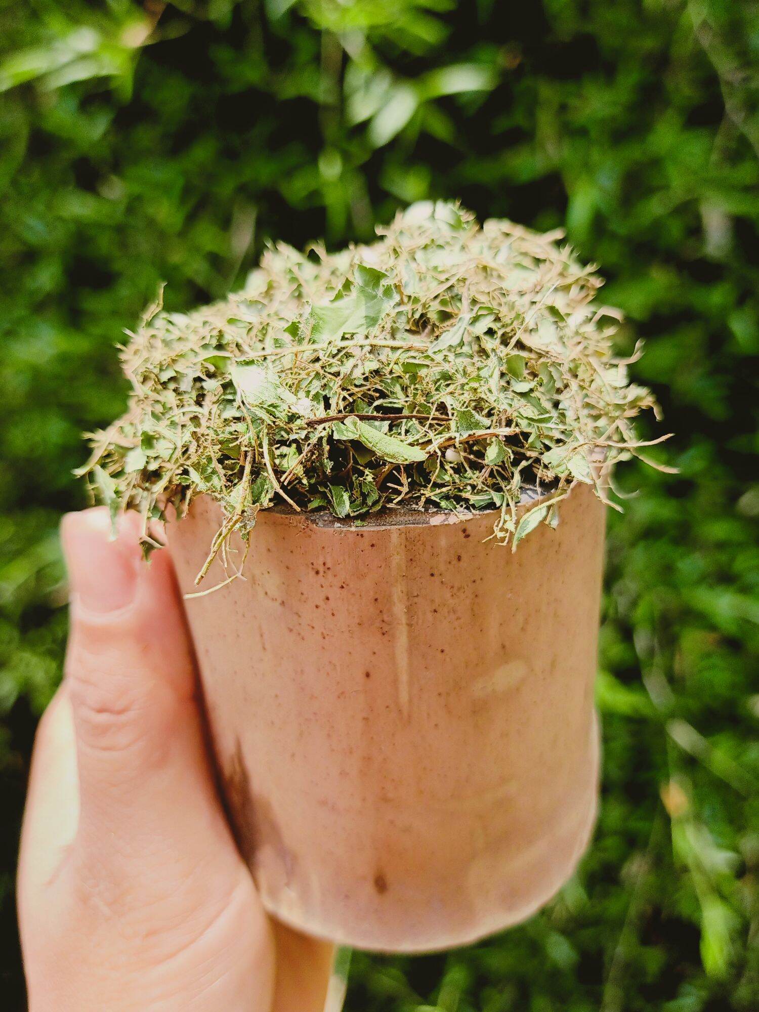 Bột lá ổi dùng pha trà, hỗ trợ giảm cân túi 500g