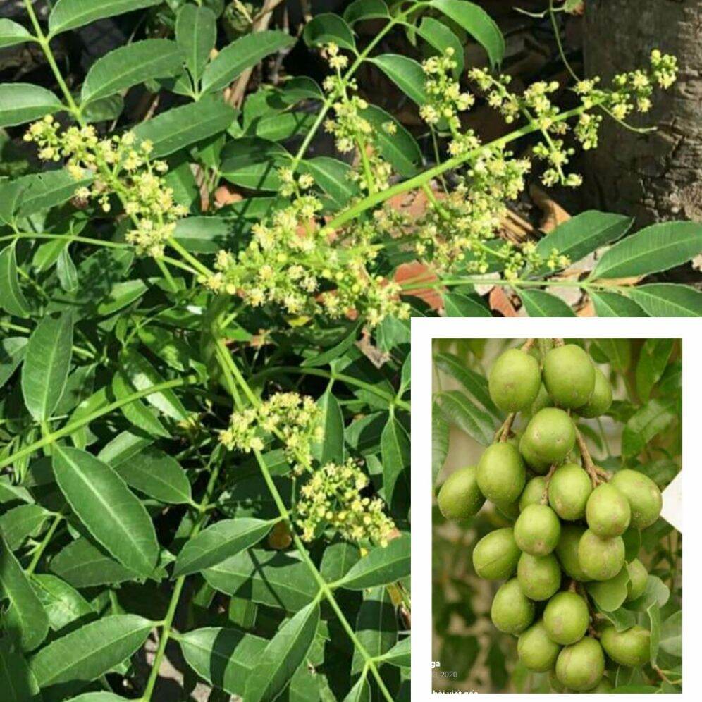 Cây cóc thái trồng chậu được. Cây giống cóc thái lùn sai trái và cho trái quanh năm. Cây giống cao từ 30cm. Bảo hành 1 đổi 1 khi cây bị chết do lổi vận chuyển.