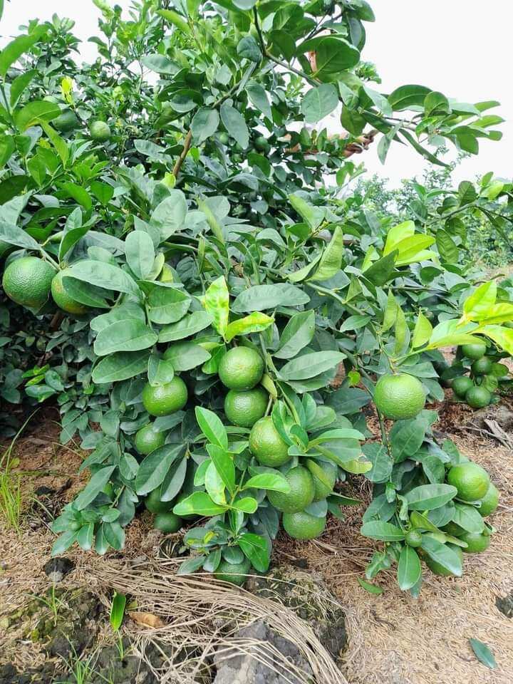 Cây giống chanh không hạt