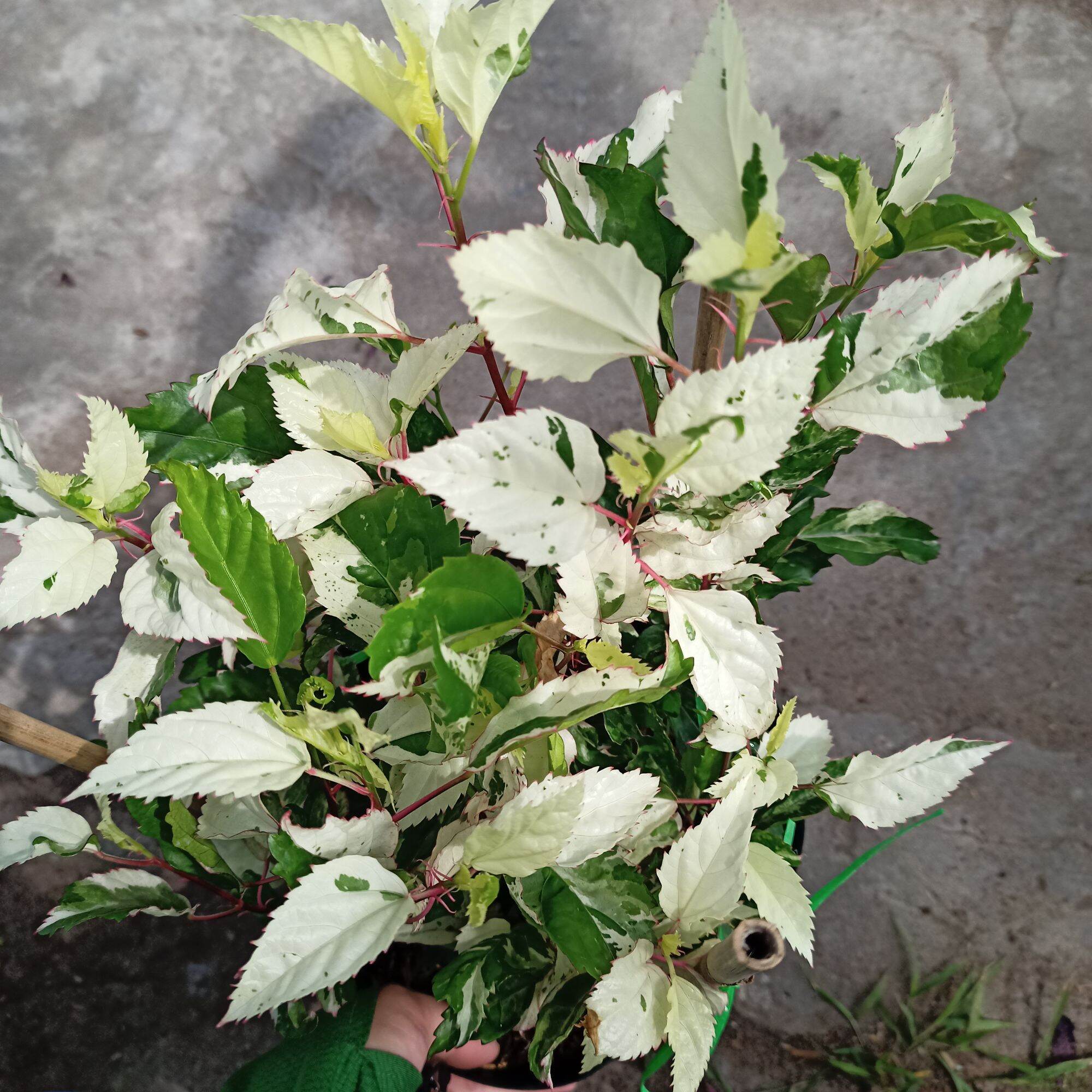 Chậu cây bụt var trắng