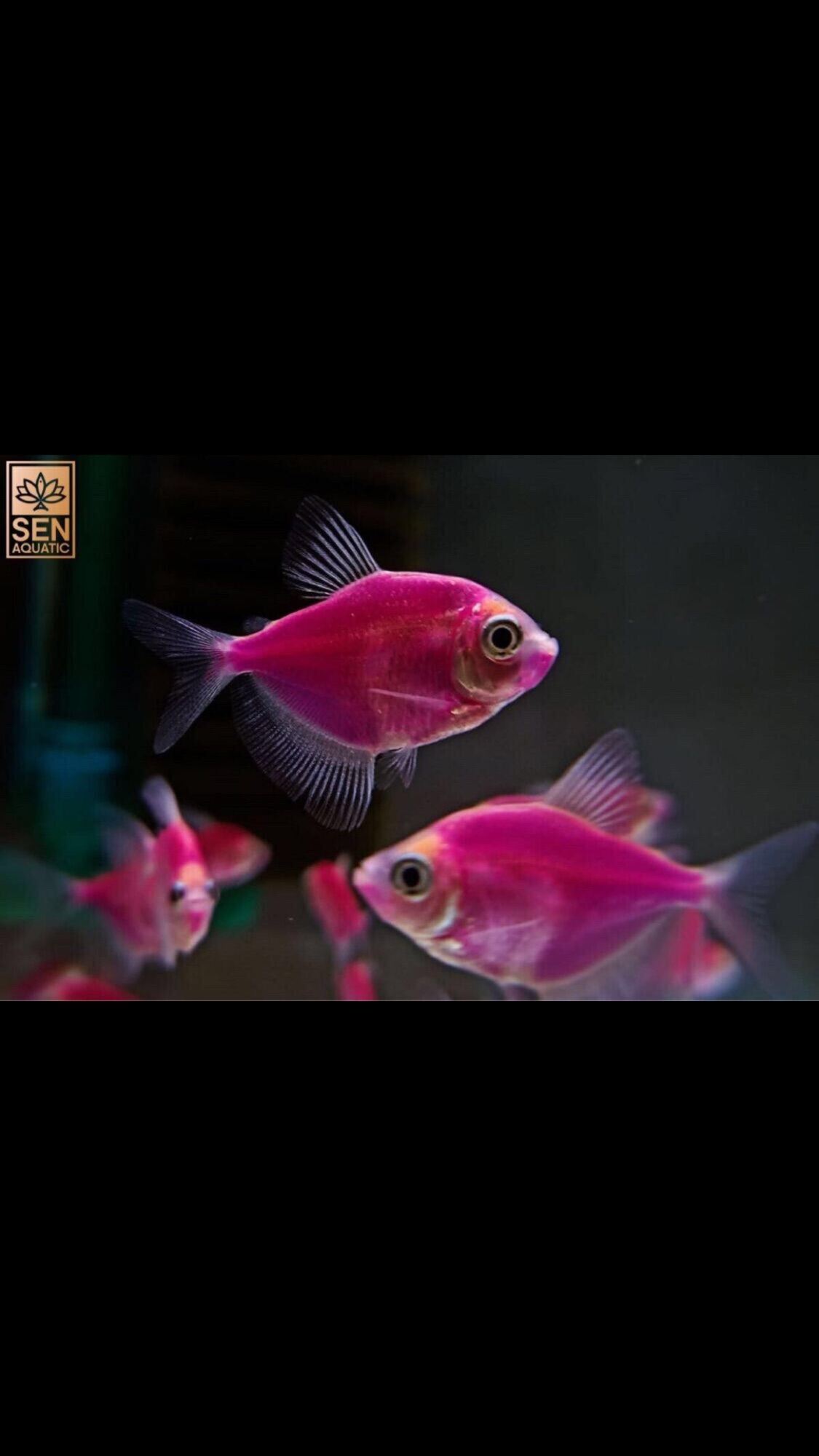 [CÁ CẢNH SỐNG]con cá bườm hồng dễ nuôi không cần oxi , hoàn tiền cá nếu có rủi ro