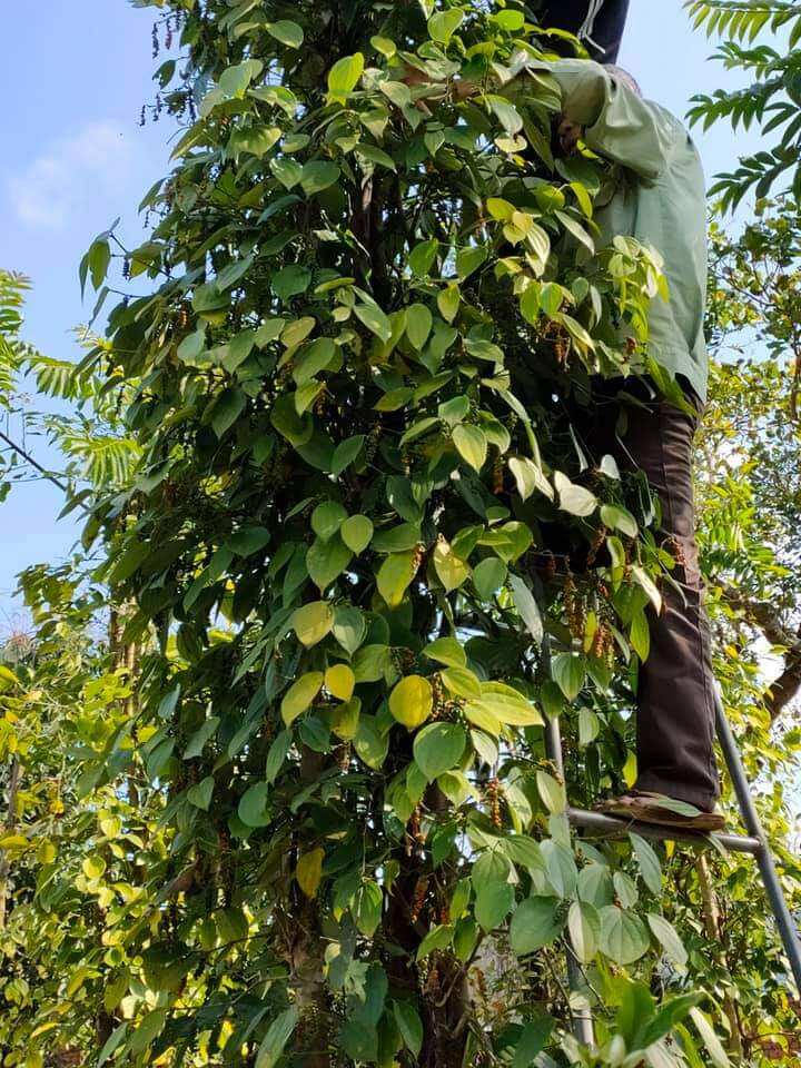 Tiêu Đen Nguyên Hạt loại 1
