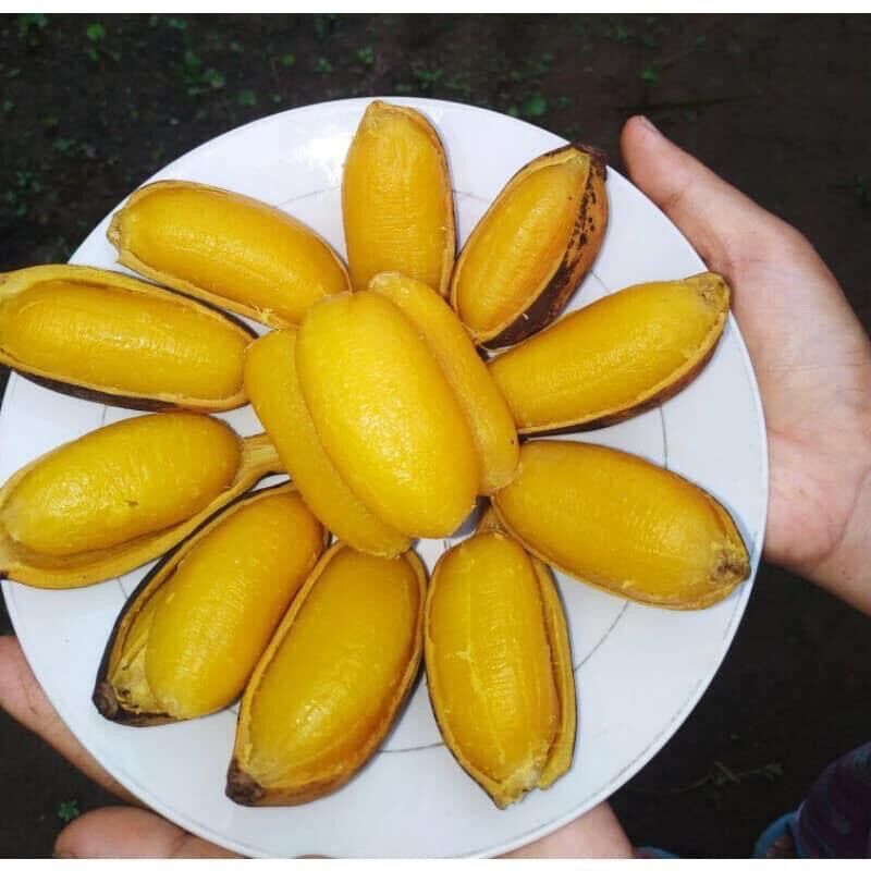 Chuối sáp nghệ