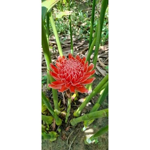 Củ giống sen đa lộc, 1 củ to không bầu đất