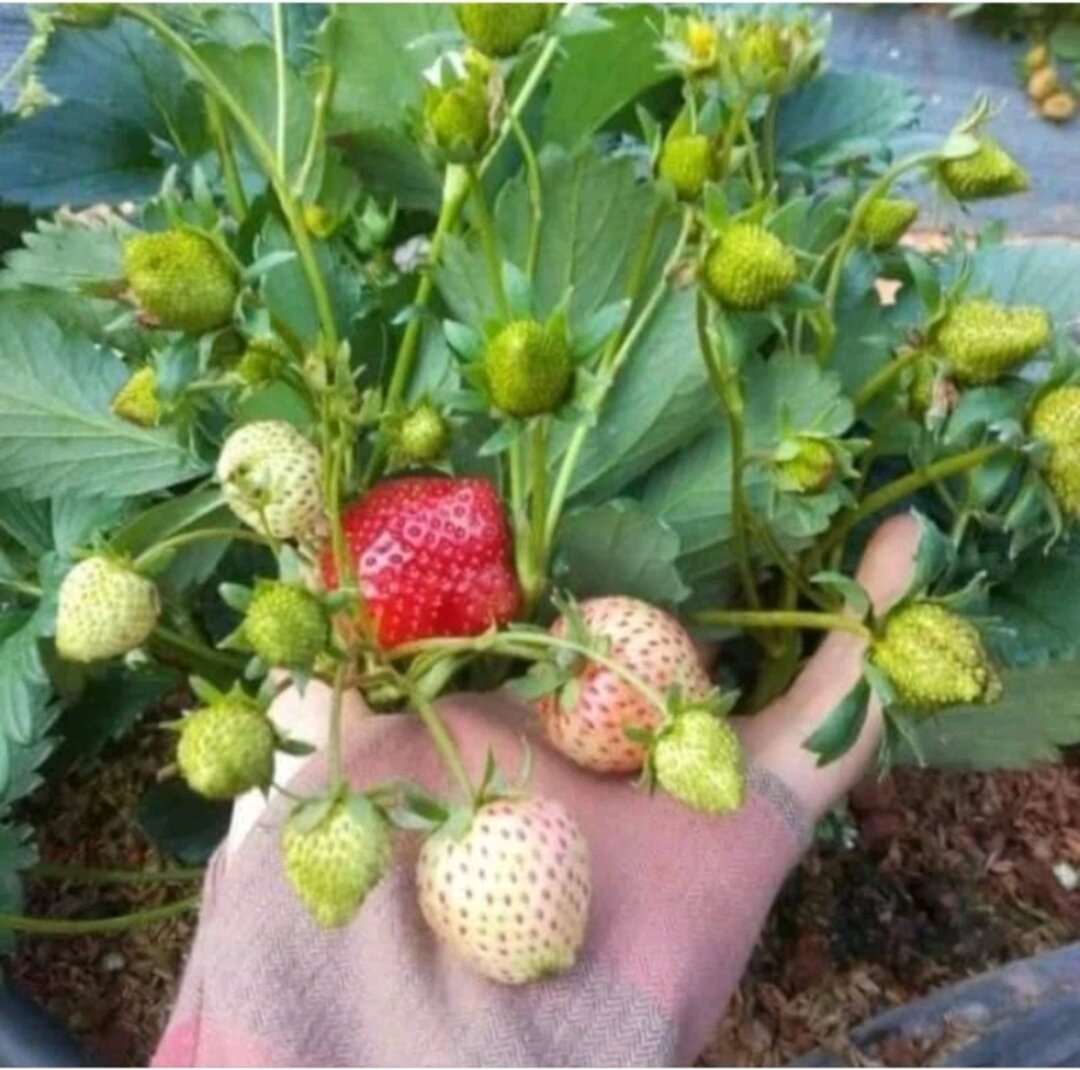 Combo 11 cây mô vỉ - 06 cây mô ly dâu NHẬT SHACHI