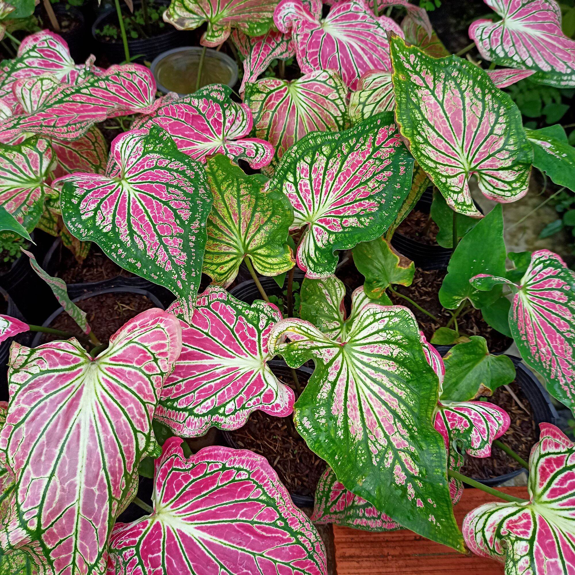 Chậu cây môn thiên nga, thai beauty caladium