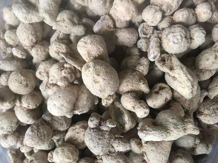 1kg Củ Tam Thất Nam hàng mới.khô.thơm .sạch