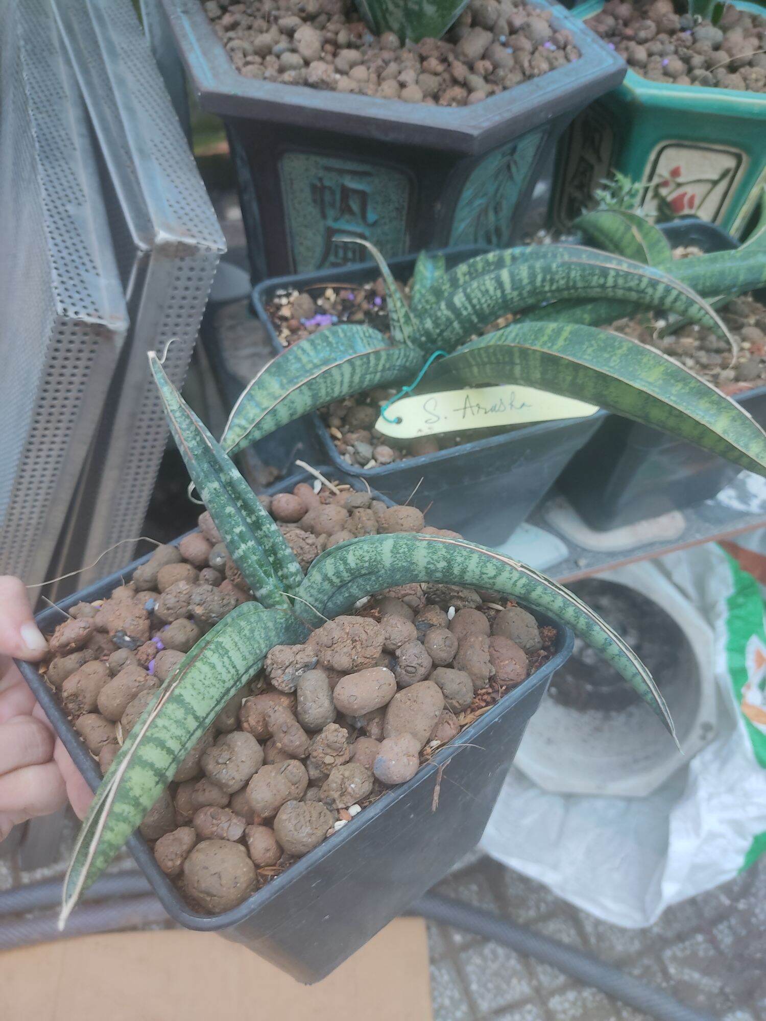 Cây lưỡi hổ - Sansevieria Arusha