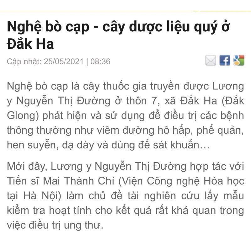 NGHỆ BỌ CẠP ( nghệ cực hiếm )
