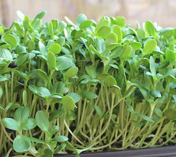 Hạt giống cải mầm PN 30gram