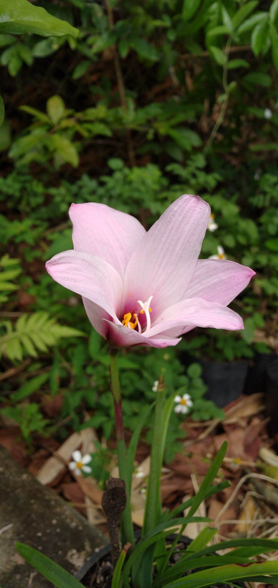 Huệ mưa Jumbo, hoa đẹp, dễ trồng