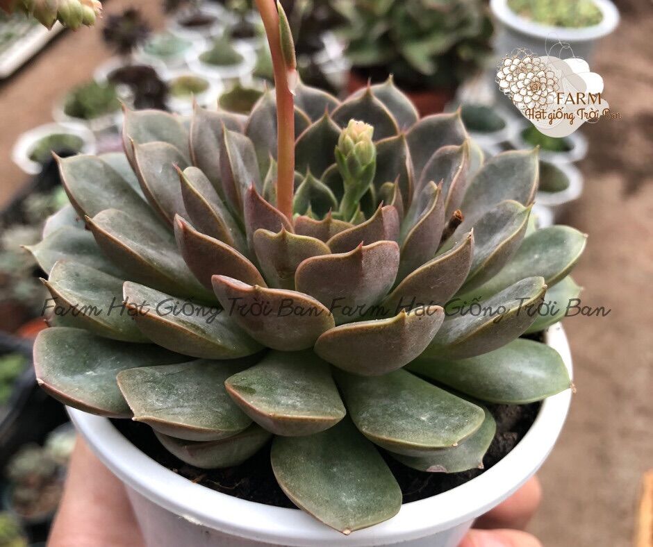 Sen đá bông hồng tím size 10cm 🍓 xuất xứ đà lạt 🍓🐛đã thuần khí hậu 🐛