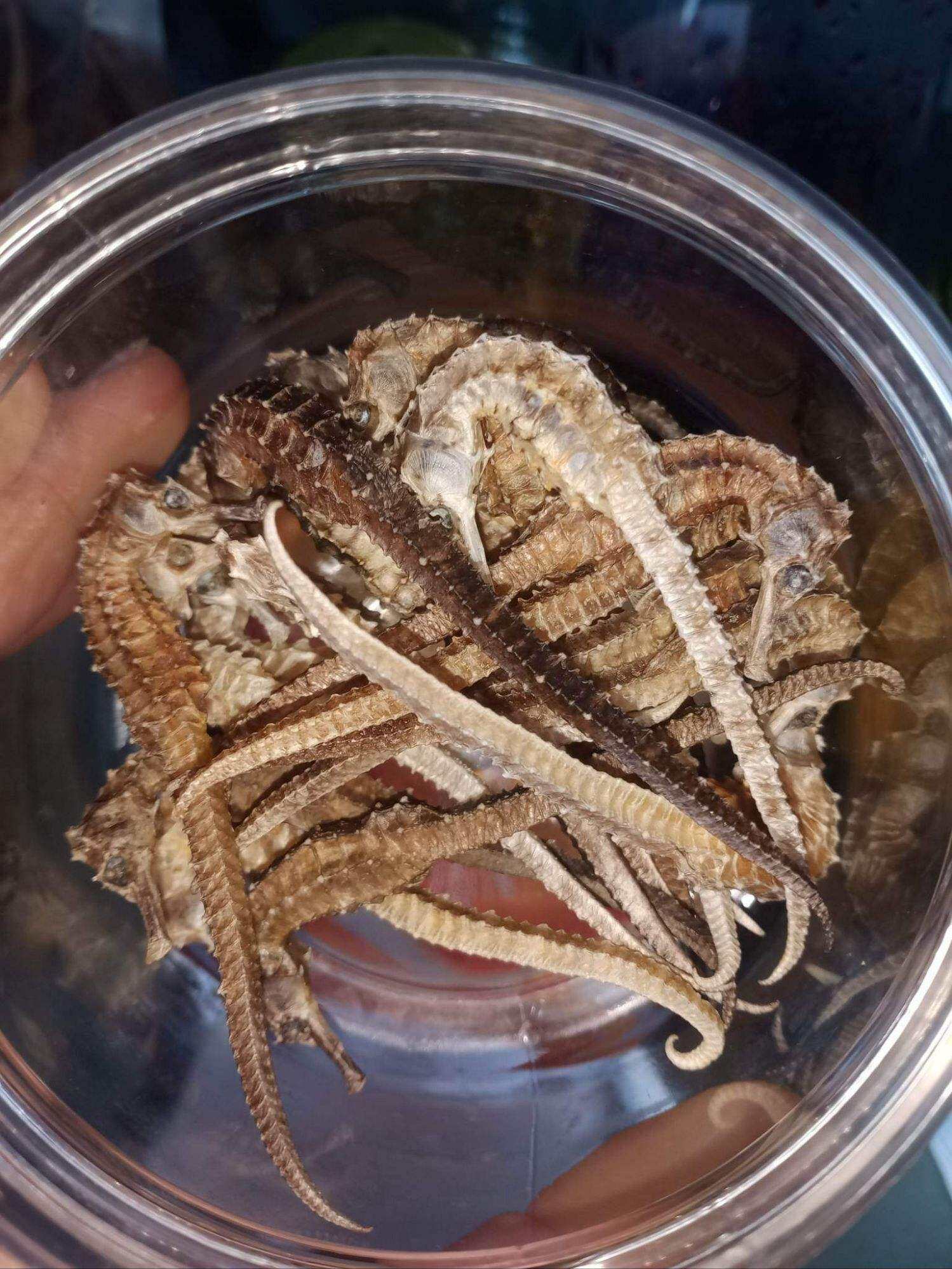 10 cá ngựa khô 7.8cm