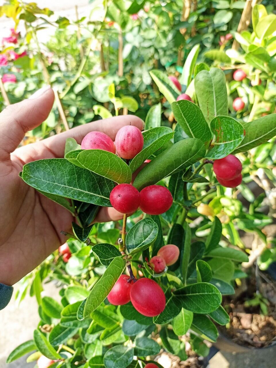 Cây Si rô đang trái, bông nụ nhiều