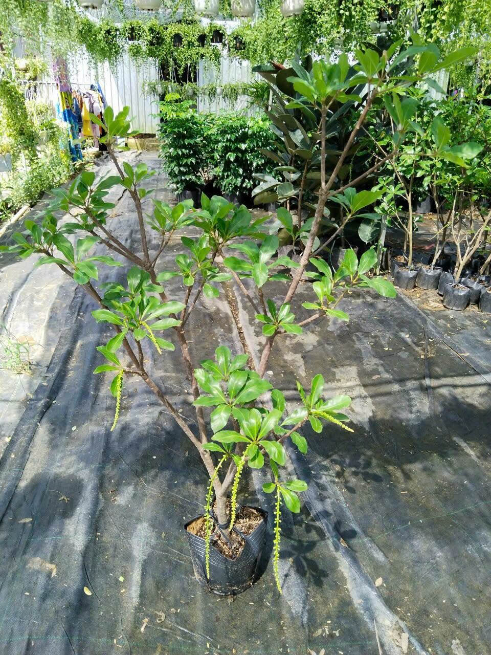 Cây lộc vừng siêu hoa