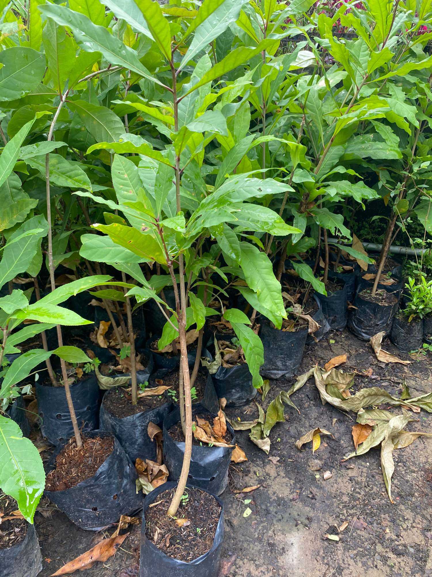 Cây giống lộc vừng