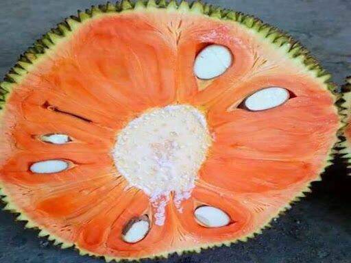 CÂY MÍT MÚI ĐỎ GHÉP