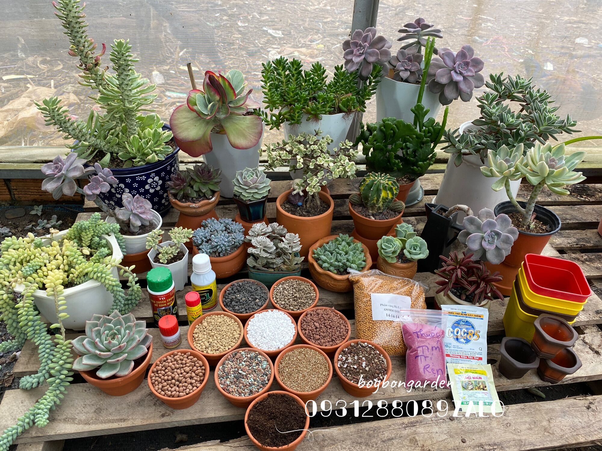 cây hawothia var trắng🌵 ❣   [Chính hãng]⚡ [Ảnh thật] ❤  [FreeShip] ✈  [Có sẵn]