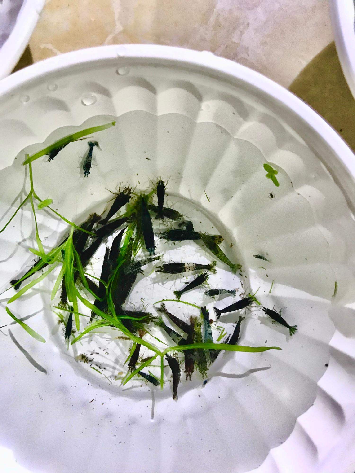 Tép thủy sinh, Tép loạn màu 20 con, hoàn tiền khi tép gặp sự cố