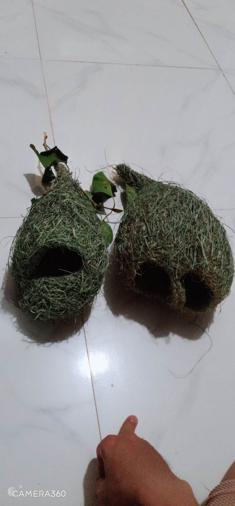 tổ chim dòng dọc trống