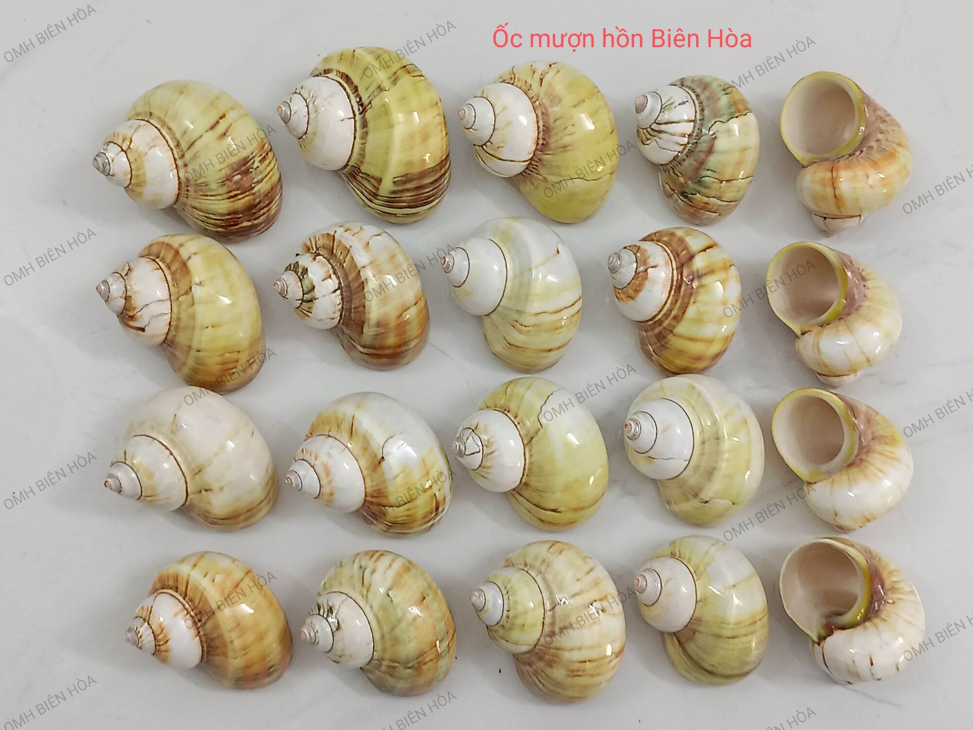 Vỏ ốc biển cừ vàng bóng.OMH Biên Hòa