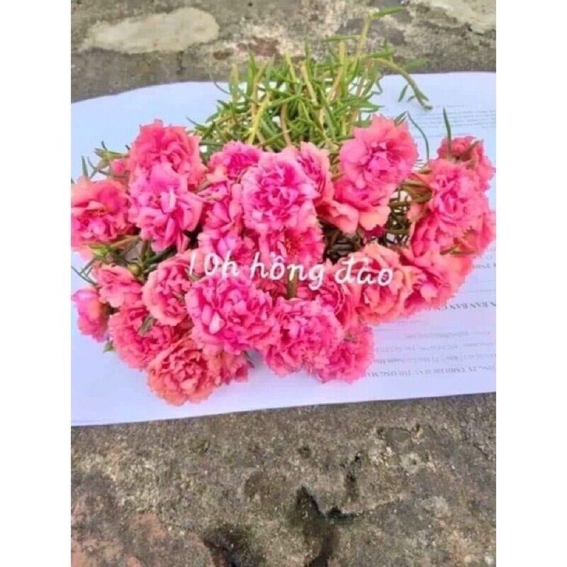 hoa 10h thái bốn màu 1 bó 20 cành