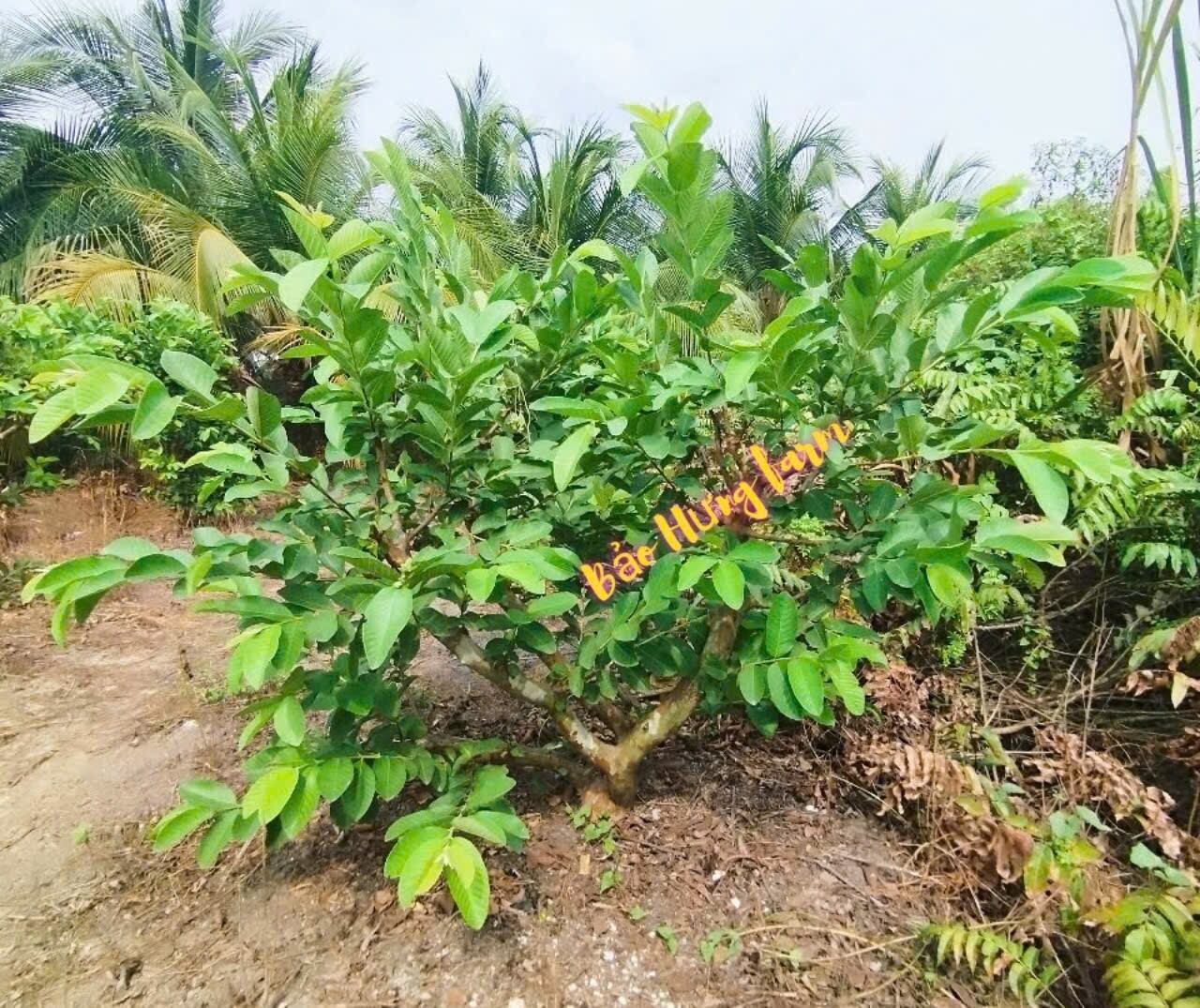 2kg lá ổi tươi, hỗ trợ giảm cân