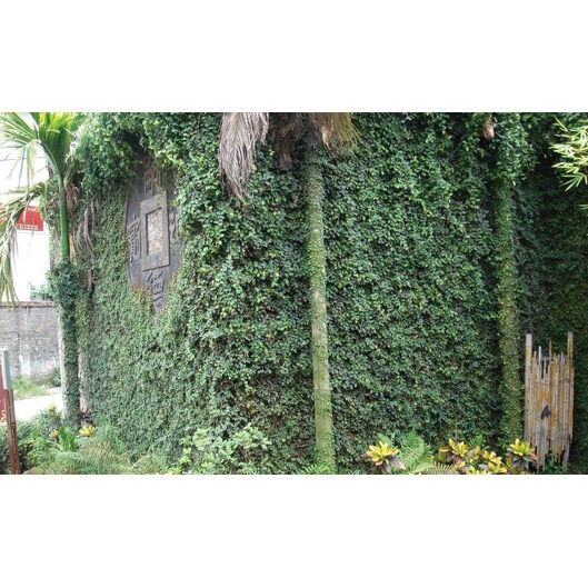 Cây thằn lằn leo tường/ cây vẩy ốc